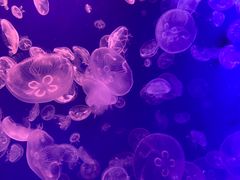 -江和美海洋公园