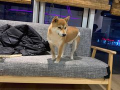 -南京Hallo宠物乐园·哈罗犬舍·柴犬繁育基地