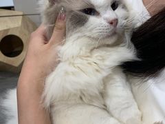 -楼上猫咖(罗湖店)