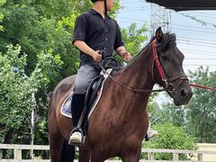 -北京群众马术培训基地