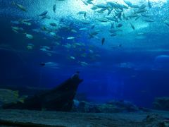 -帝企鹅自助餐厅•儿童岛•真企鹅(长隆企鹅酒店)