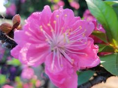 -南国桃园旅游度假区