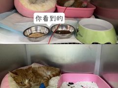 -东莞宠友24H宠物中心医院·转诊夜诊·异宠(新河北路院)