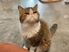 -瞄一喵猫咖(格力海岸店)