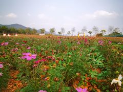 -天适樱花悠乐园