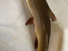 -鲜椒鱼·雅安地标性美食