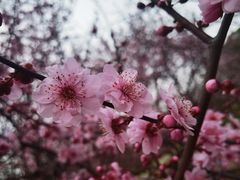 -无锡梅园公园