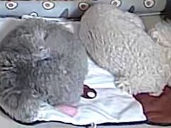 -北京派仕佳德动物医院·超导核磁·CT·神经科·骨科·内外科·急重症管理中心
