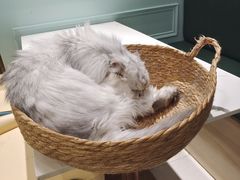 -安格丽娜·狗咖·猫咖羊驼咖(春熙路百盛商场店)
