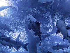 -成都浩海立方海洋公园