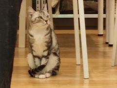 -猫咪派对(江南西店)