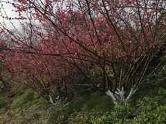 -重庆彩云湖湿地公园