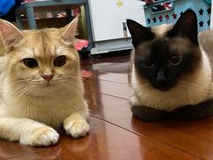 -Bastet sally猫舍购宠(静安店)