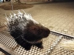 -清迈夜间动物园