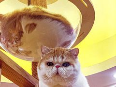 -滚猫咖啡·猫咖·猫友好撸猫(未来城店)