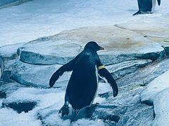 -上海海昌海洋公园