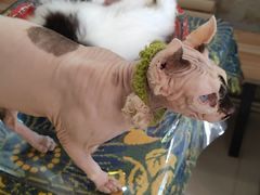 -平行世界·猫咖(首经贸店)