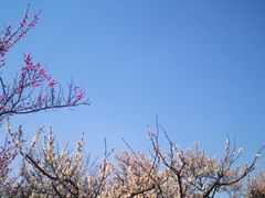 -无锡梅园公园