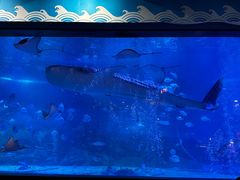 -烟台海昌鲸鲨海洋公园