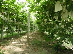 -马陆小张葡萄园农家乐