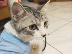 -汪喵宠物医院·骨科心脏影像·犬猫急重症ICU诊疗中心(成华分院)