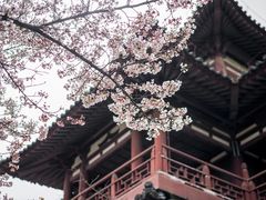 -西安青龙寺遗址景区