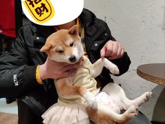 -猫色咖啡·猫咖
