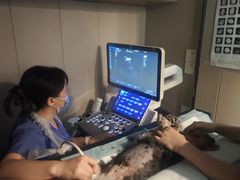 -半岛宠物医院24小时·内窥镜·牙科·碎石中心(府城大道店)
