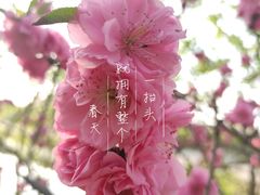 -桃花堤公园