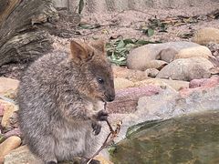 -费瑟代尔野生动物园