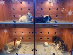 -Goku PET SHOP宠物视觉生活馆(双井店)