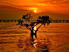 -宝安西湾红树林湿地公园