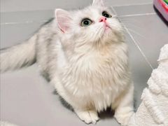 -Bastet sally猫舍购宠(静安店)