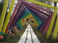 -合肥滨湖国家森林公园