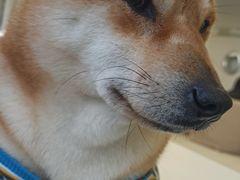 -怪兽屋·羊驼·猫咖·狗咖(俊华广场店)