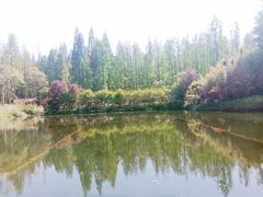 -东平国家森林公园