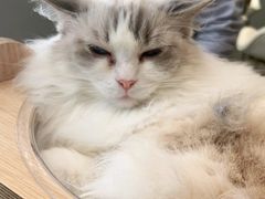 -飞行喵MR PILOT|猫舍·猫咖(静安大融城店)