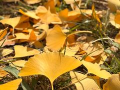 -汉长安城未央宫国家考古遗址公园