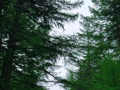 -芦芽山旅游度假区