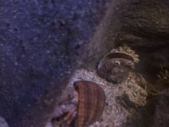 -悉尼海洋生物水族馆