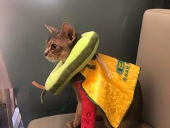 -爱侣宠医·鹦鹉专科·小型哺乳类·异宠专科(灵石路店)