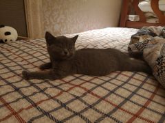 -lincat·猫舍(广州店)
