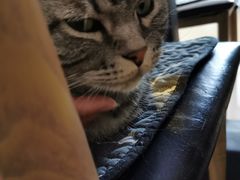 -平行世界·猫咖(首经贸店)