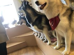 -Husky Go! 哈士奇体验馆·宠物咖啡厅狗咖