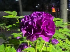 -仁和公园(顺义区)