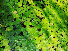 -济南国际园博园