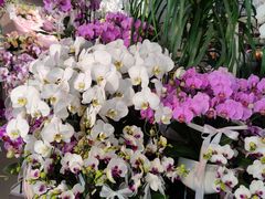 -靳晖金百合花艺GOLDENLILY(南院门店)