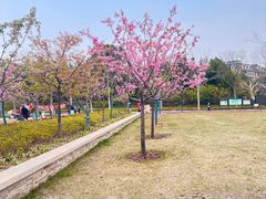-新江湾城公园