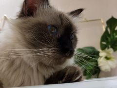 -藏猫猫咖啡主题馆(中央大道店)