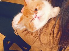 -Cappucimeow猫咪咖啡馆(韦伯时代店)
